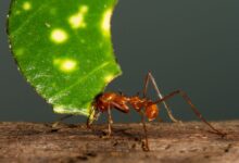 hormigas cortadoras de hojas