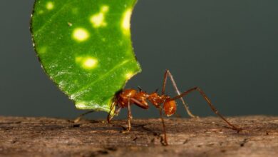 hormigas cortadoras de hojas