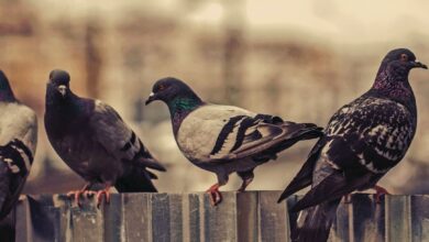 Control de palomas: riesgos, daños y soluciones seguras