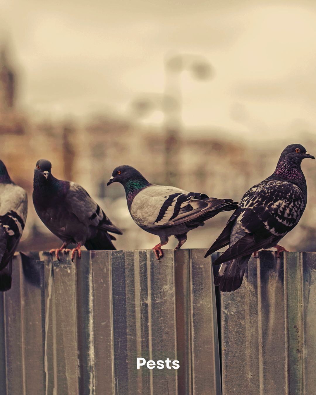 Control de palomas: riesgos, daños y soluciones seguras