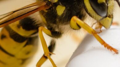 Control de Avispas en Argentina: Guía de Identificación y Manejo